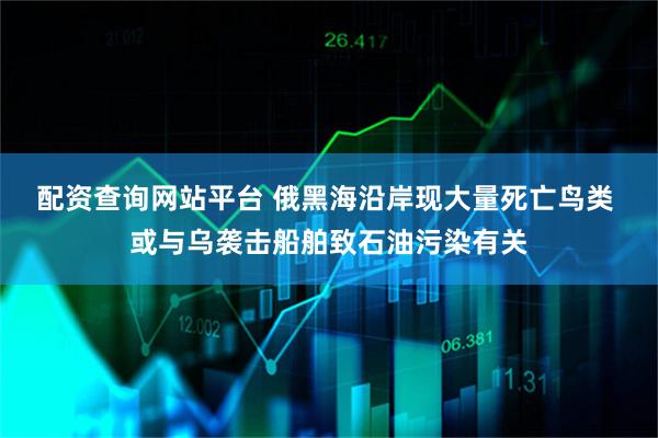 配资查询网站平台 俄黑海沿岸现大量死亡鸟类 或与乌袭击船舶致石油污染有关